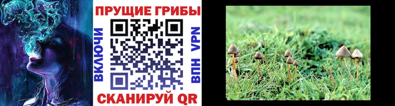 купить наркоту Змеиногорск Галлюциногенные грибы Psilocybine cubensis