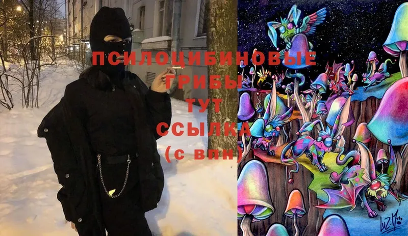 omg   Змеиногорск  Псилоцибиновые грибы MAGIC MUSHROOMS 